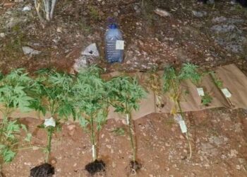 Uhićen muškarac zbog uzgoja indijske konoplje