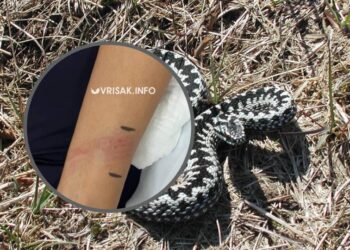 Ugrizla ju zmija u Crnču kod Širokog Brijega