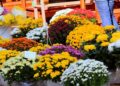 Blagdan Svih svetih i Dušni dan: Cvjećari pripremljeni za tradicionalnu navalu kupaca