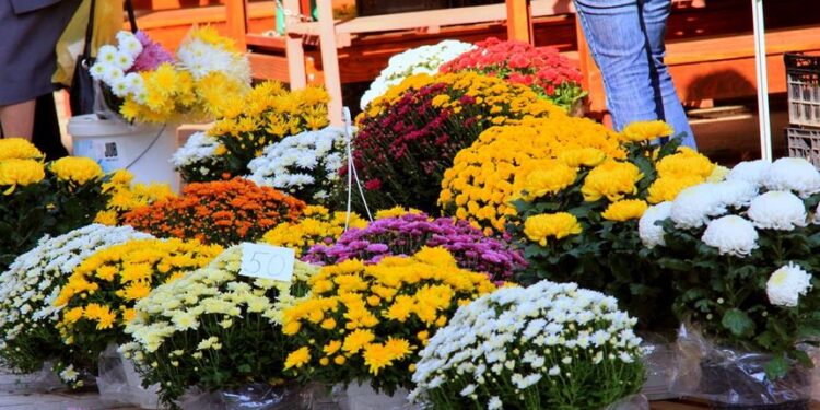 Blagdan Svih svetih i Dušni dan: Cvjećari pripremljeni za tradicionalnu navalu kupaca