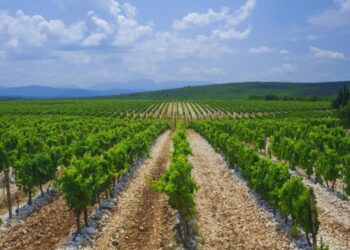 Hercegovački vinogradari bilježe iznadprosječan urod grožđa