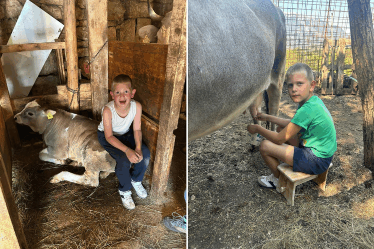 Dok vršnjaci spavaju, on je već u staji: Mali Ivan zna musti kao stari pastir