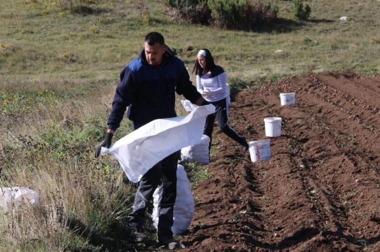 Mišo Mandić iz Širokog Brijega: Suša, led i mraz uništili planinske krumpire na Blidinju!
