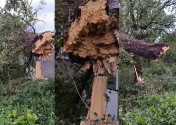 Široki Brijeg: Stablo palo na kafić, više vatrogasnih intervencija